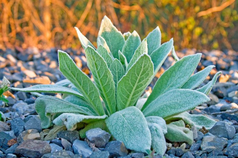mullein herb